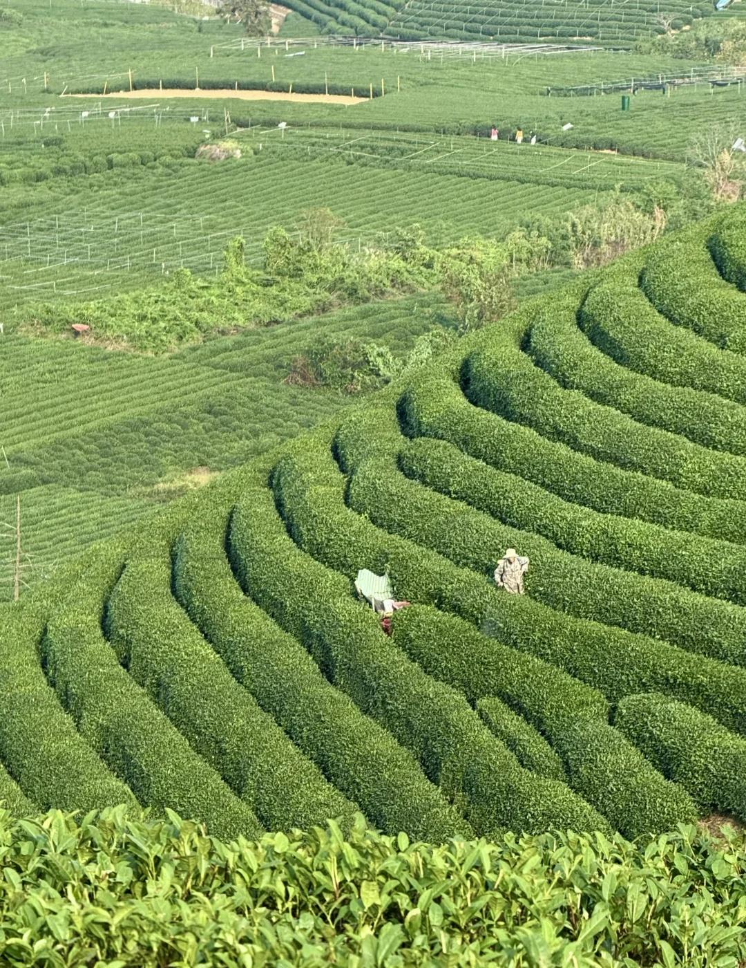 小红书跟风最成功的一次！live图直出的美！周末不去满觉陇人挤人，来龙坞茶村徒