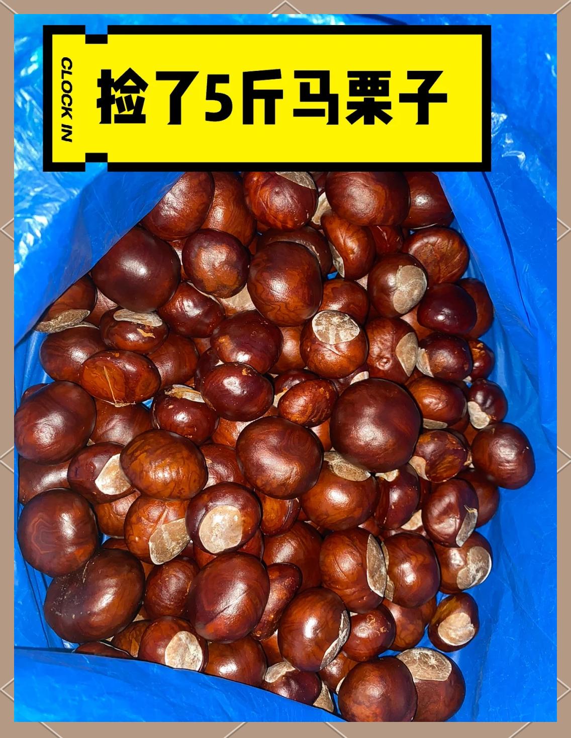 马栗与板栗的区别早前爬山时，我随手捡了几颗带刺外壳的野果，以为是