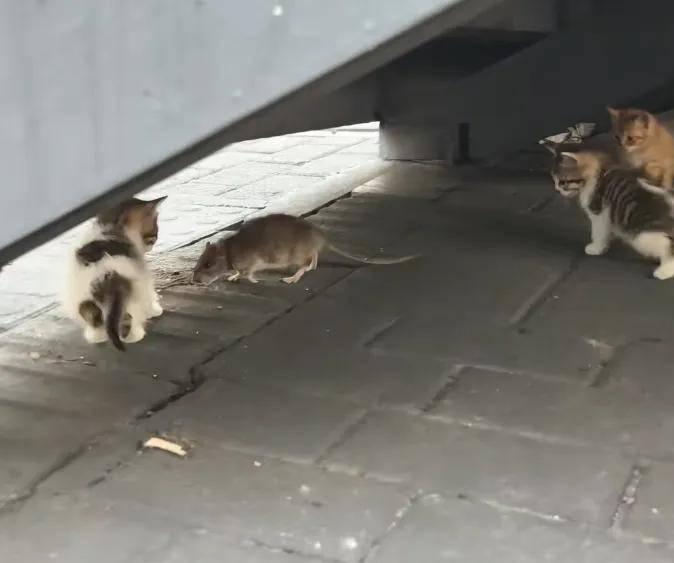 《老鼠比猫大！广东男子发现“巨鼠”，网友：这哪是老鼠，这是“鼠王”吧！》近日