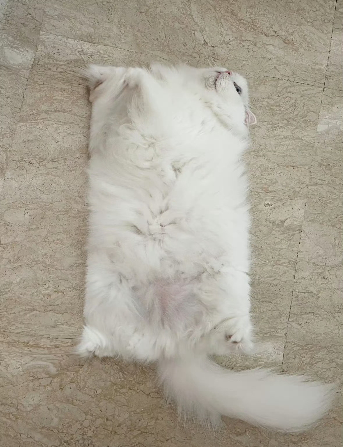 方块猫了解一下，这是最新品种，非常值钱！