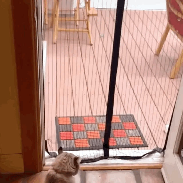 两只猫的出门方式
