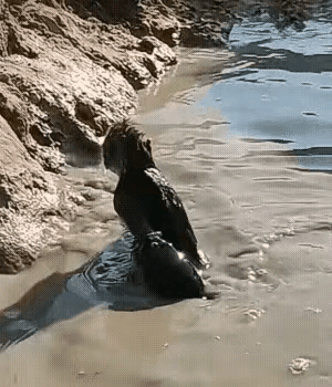 到底猴子是被鱼吃了，还是猴子把鱼最后吃了？大家猜猜。