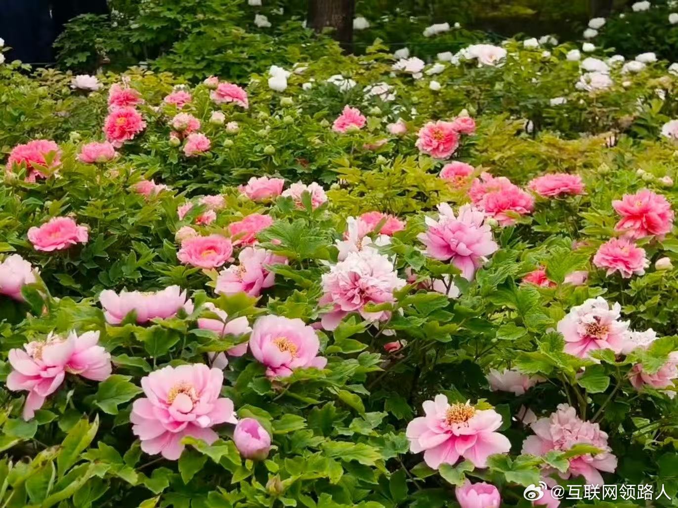 外籍友人组团来洛阳赏花不得不说洛阳牡丹也太有国际排面了吧～一大波外国友人组团来打