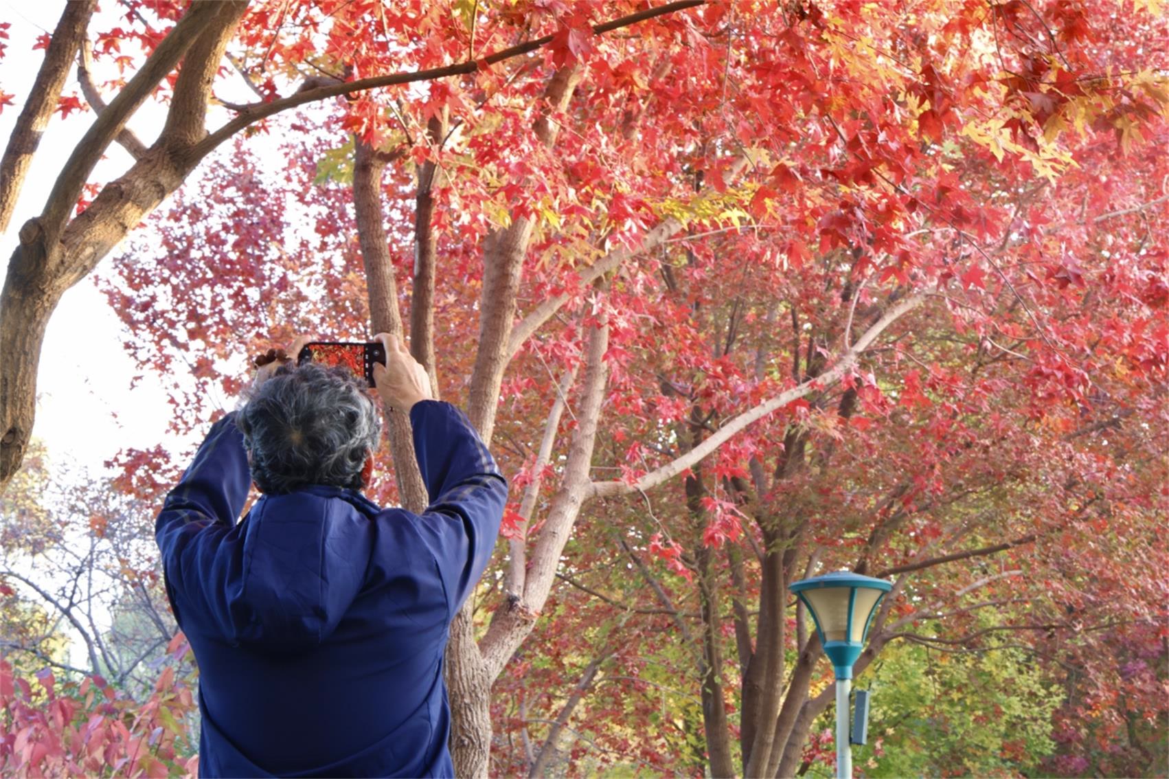 彩叶变色率超85% 北京玉渊潭公园推出四大赏秋打卡点位