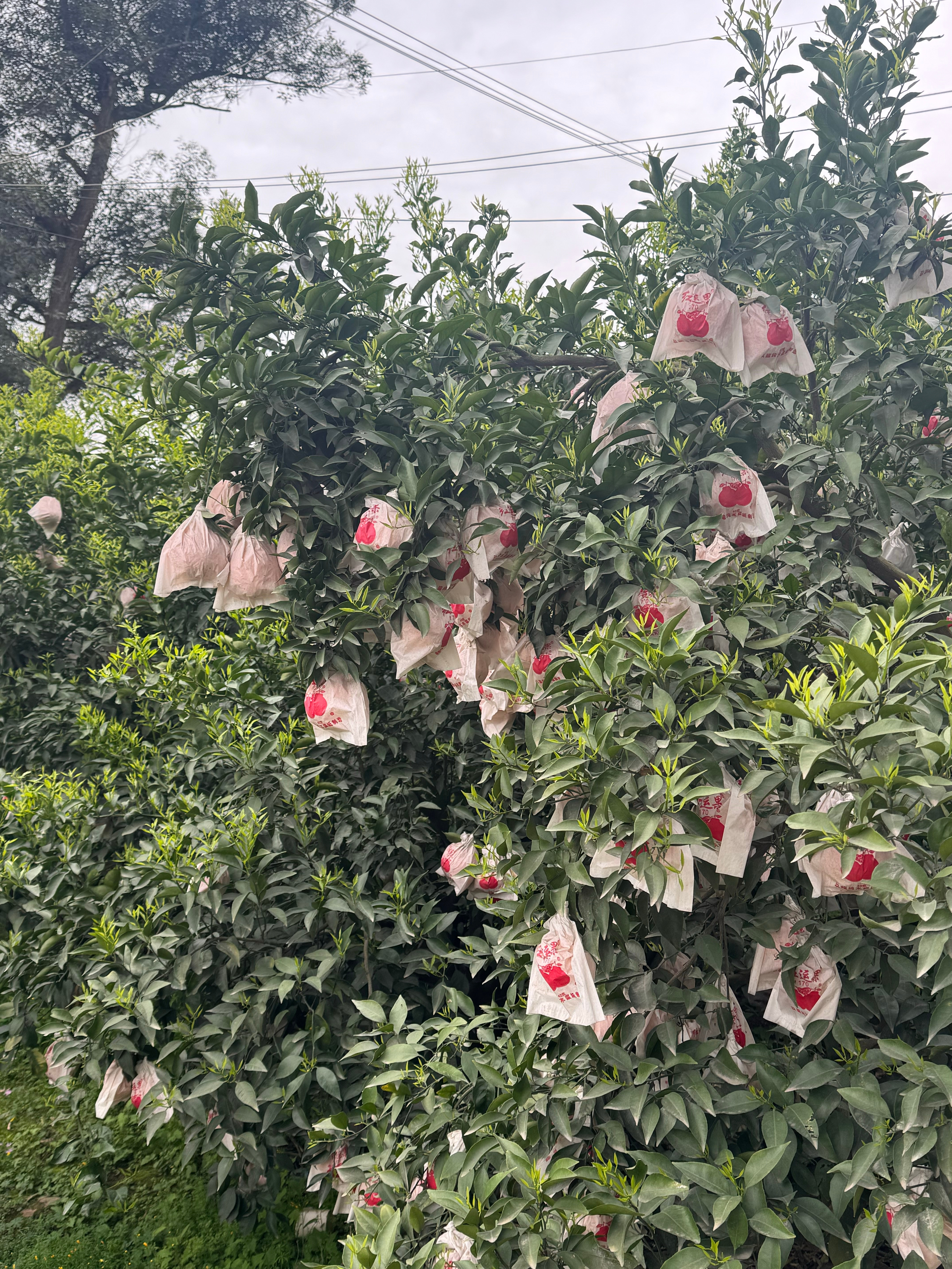 来蒲江检验耙耙柑了比我在外面水果店买的好吃多了！一些没有晒到太阳的会酸一丢丢，大