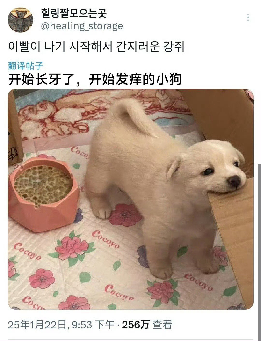 咬纸板的小狗狗