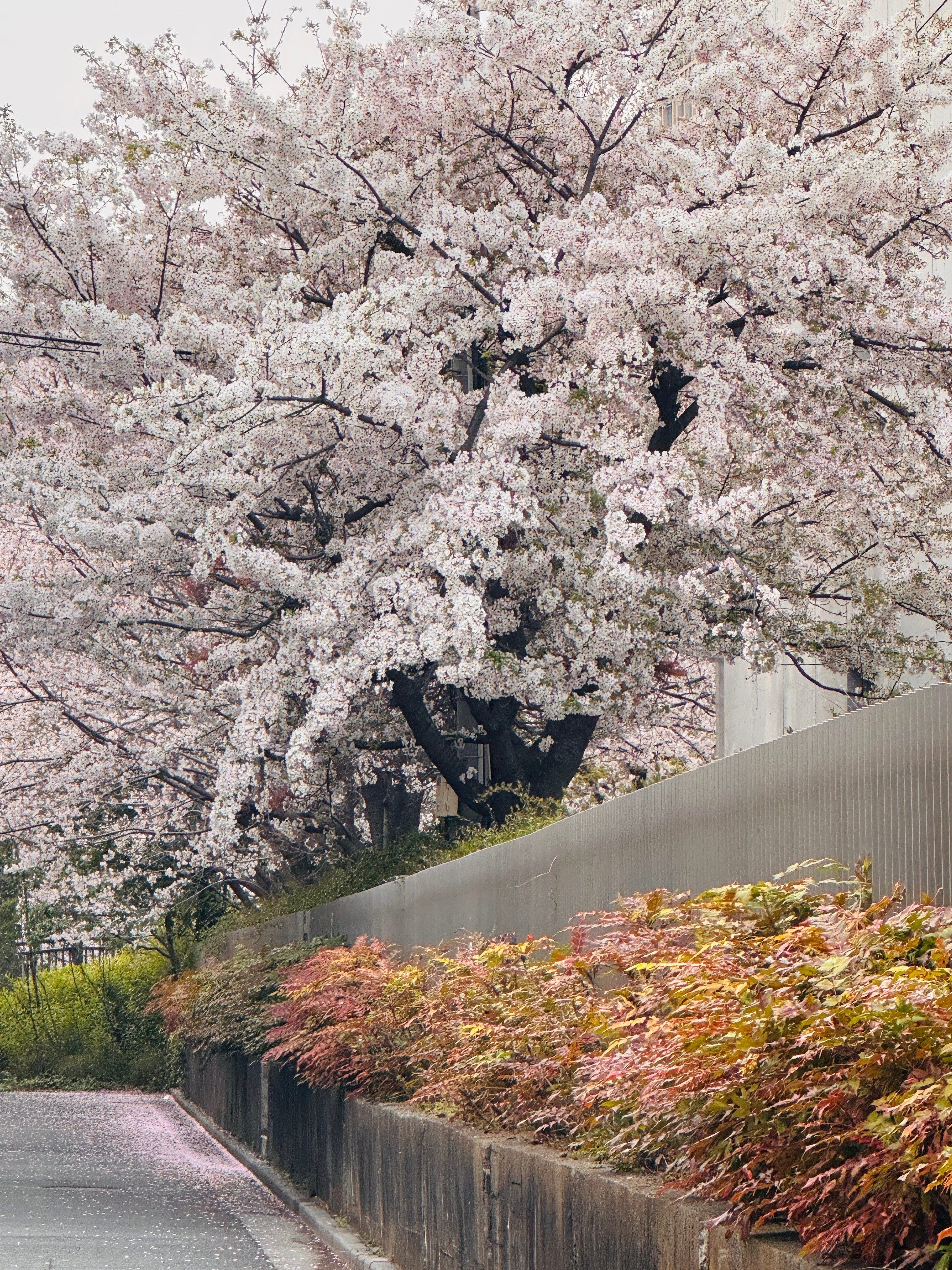 春天嘛就是身体好的人发情，身体不好的人发病，精神不好的人发癫。