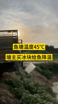 养殖人的无奈，持续高温，买冰块给鱼塘降温！[哭哭]