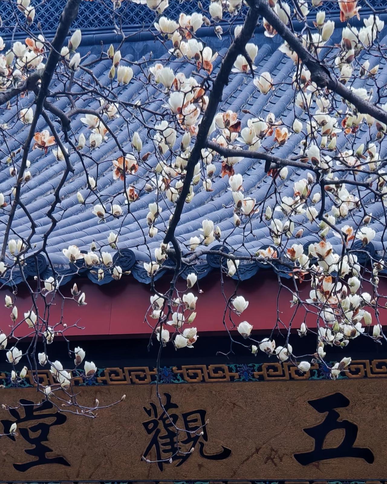 3.6实拍丨法喜寺玉兰花盛开啦！上周刚去了法喜寺去看了那棵500岁玉兰树的开