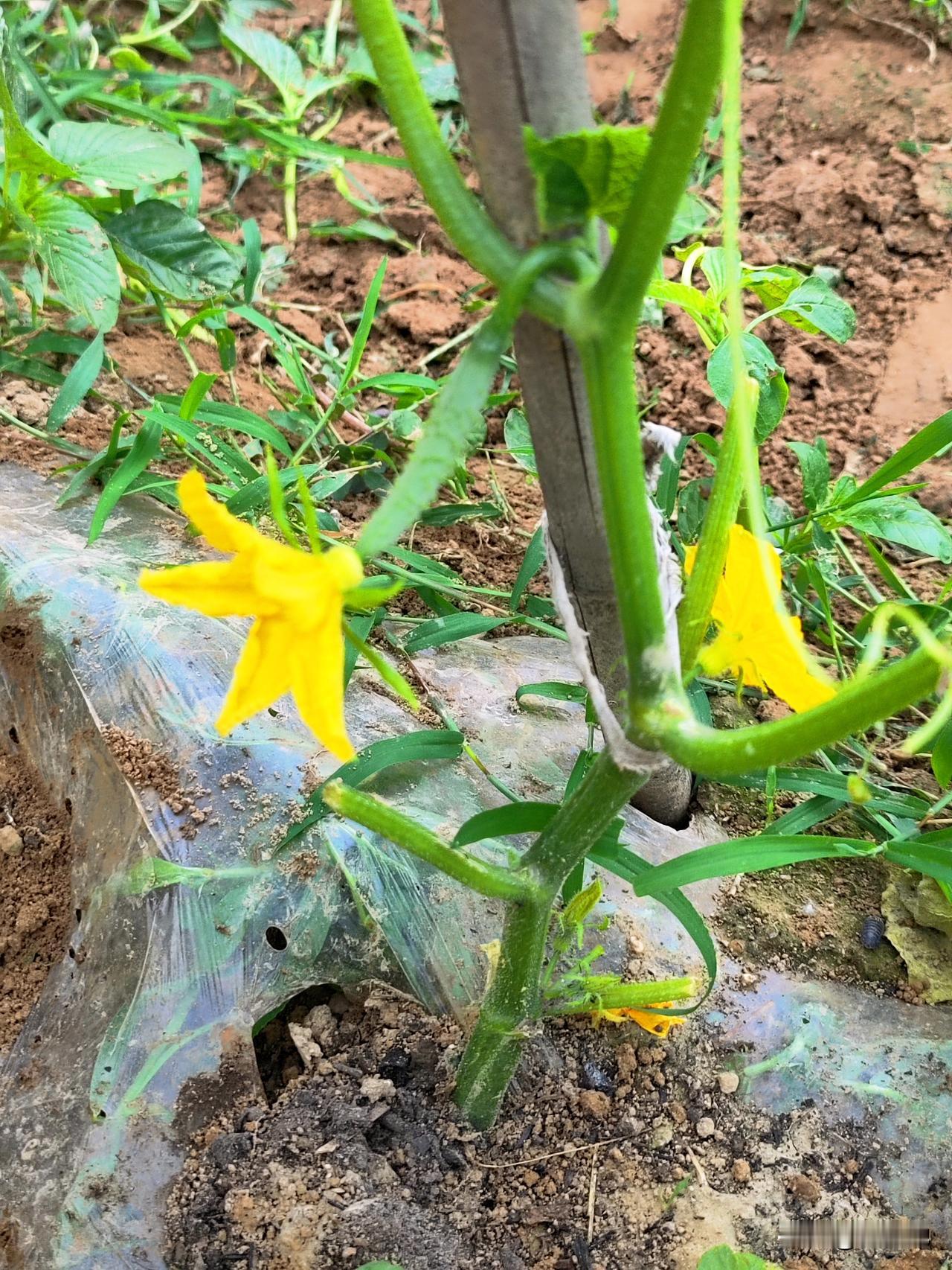 小菜园4月11日播种的黄瓜进入采收期，今天采收了第一批黄瓜，由衷的高兴。黄瓜