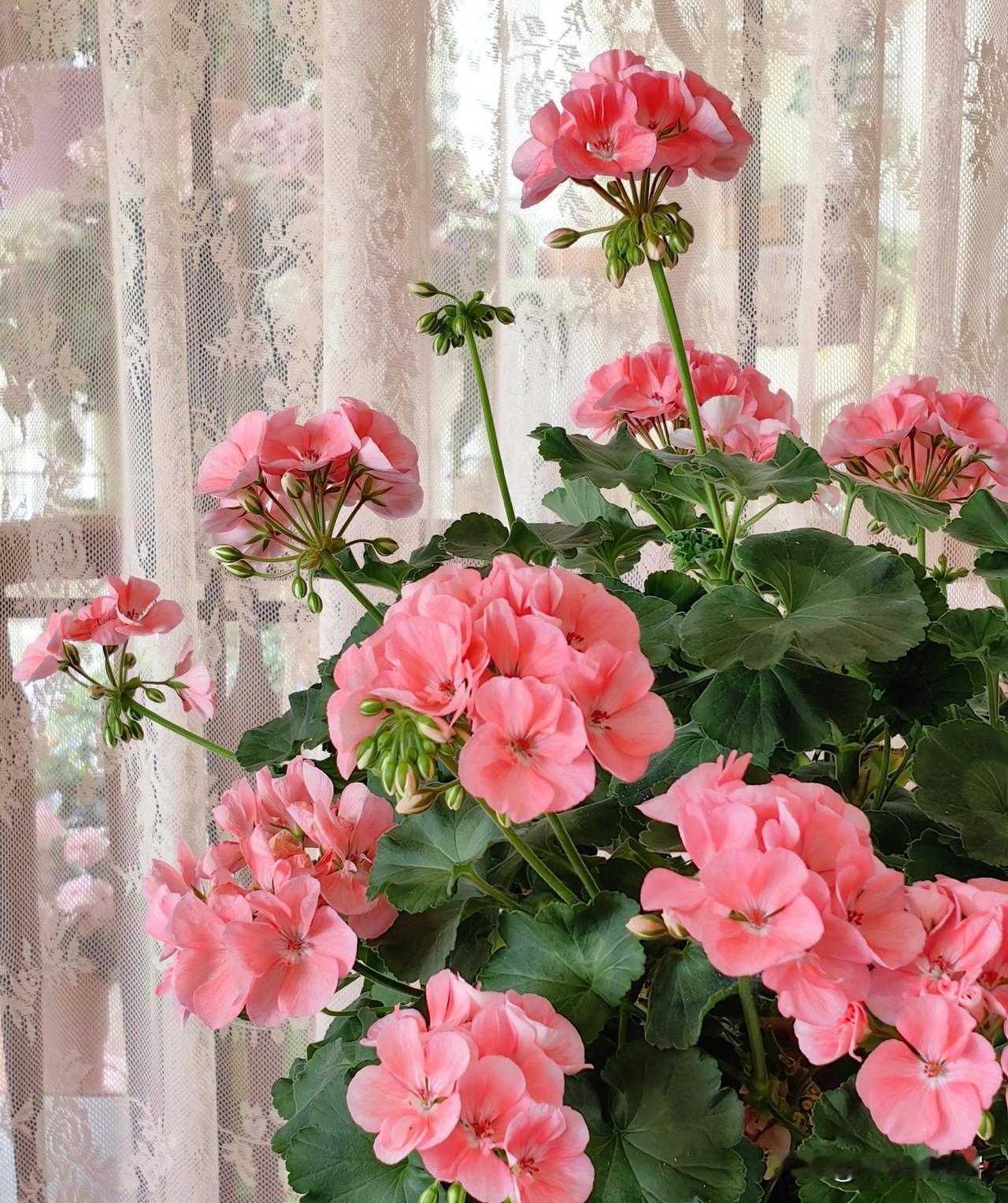 记录我的2026阳台温度30了，天竺葵们的表现还不错，花朵虽然不如春花精致，花量