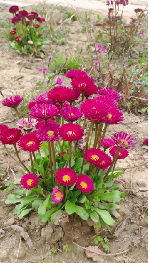 绝了！这花美得移不开眼，能不能挖回家盆栽？看到这花我心都痒了！花瓣层层叠叠