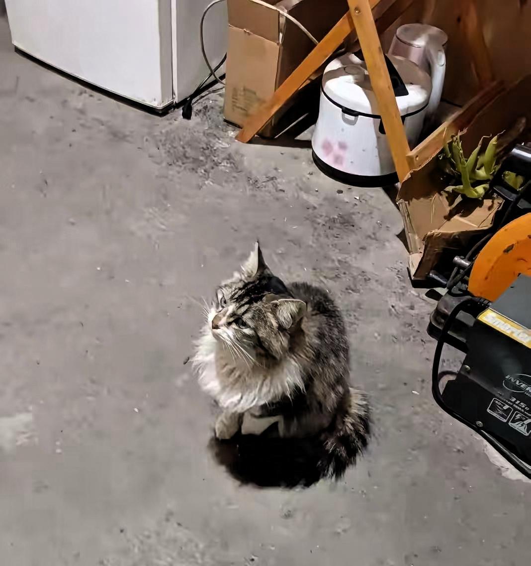 科学的尽头是玄学吧！我们楼下有对老夫妻，喂养流浪猫已经十多年了，风雨无阻。猫粮攒