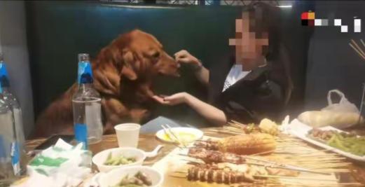 辽宁大连一家烧烤店内，网传视频显示一名女子让金毛犬坐在卡座上，使用店内铁签投喂肉