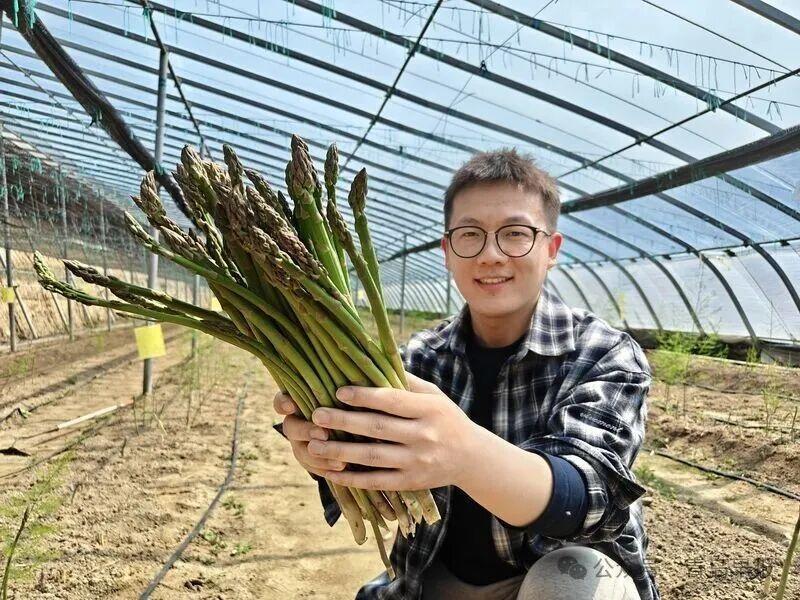 青岛平度惊现“地下黄金”奇迹！6元一斤的芦笋养出天价金蝉，新农人跨界玩转亩产三万