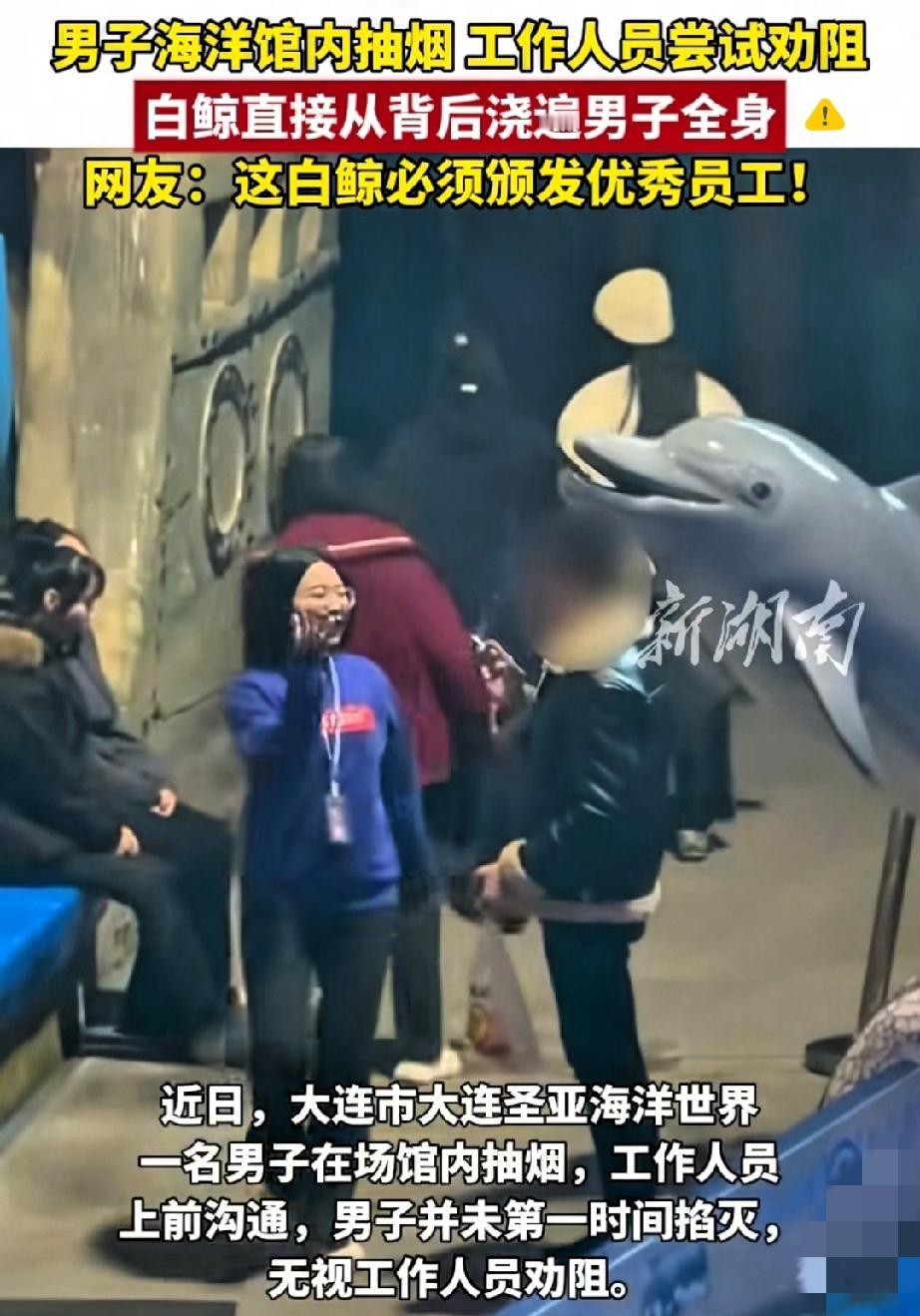 笑不活了！人类不听劝的吸烟行为，居然要靠白鲸来“硬核纠正”！海洋馆里工作人员