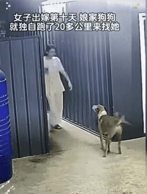 远嫁女主家的狗子徒步40里寻主！这画面，比啥都暖都说家人不管多远，见面就是亲