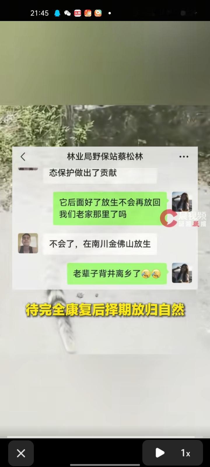 4月19日，重庆市石柱县。女子在路边偶遇“黄鼠狼讨封”，出于好奇想凑近看看。小家