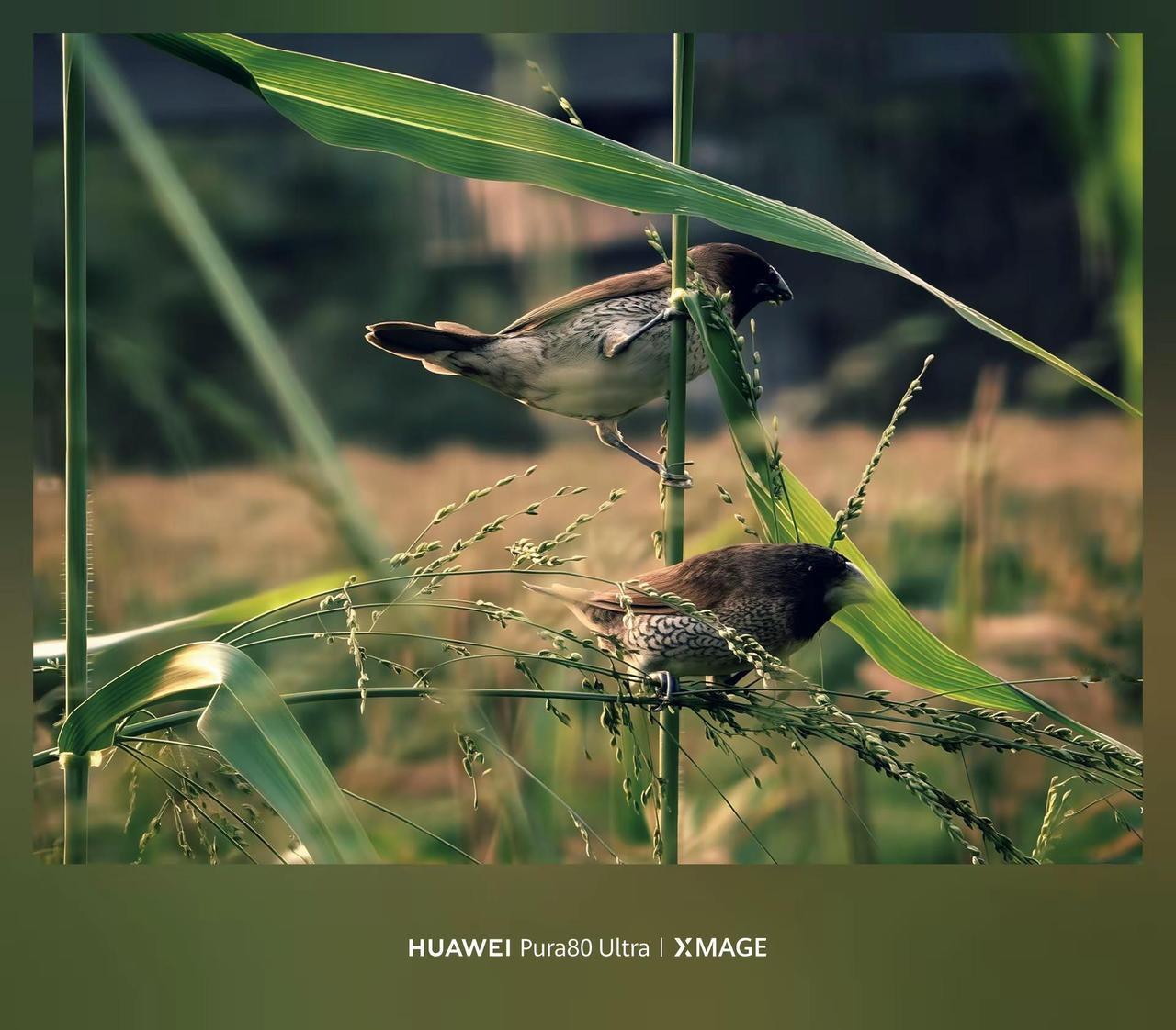 Pura80ultraXMAGE影像。Pura80ultra开启打鸟模2026