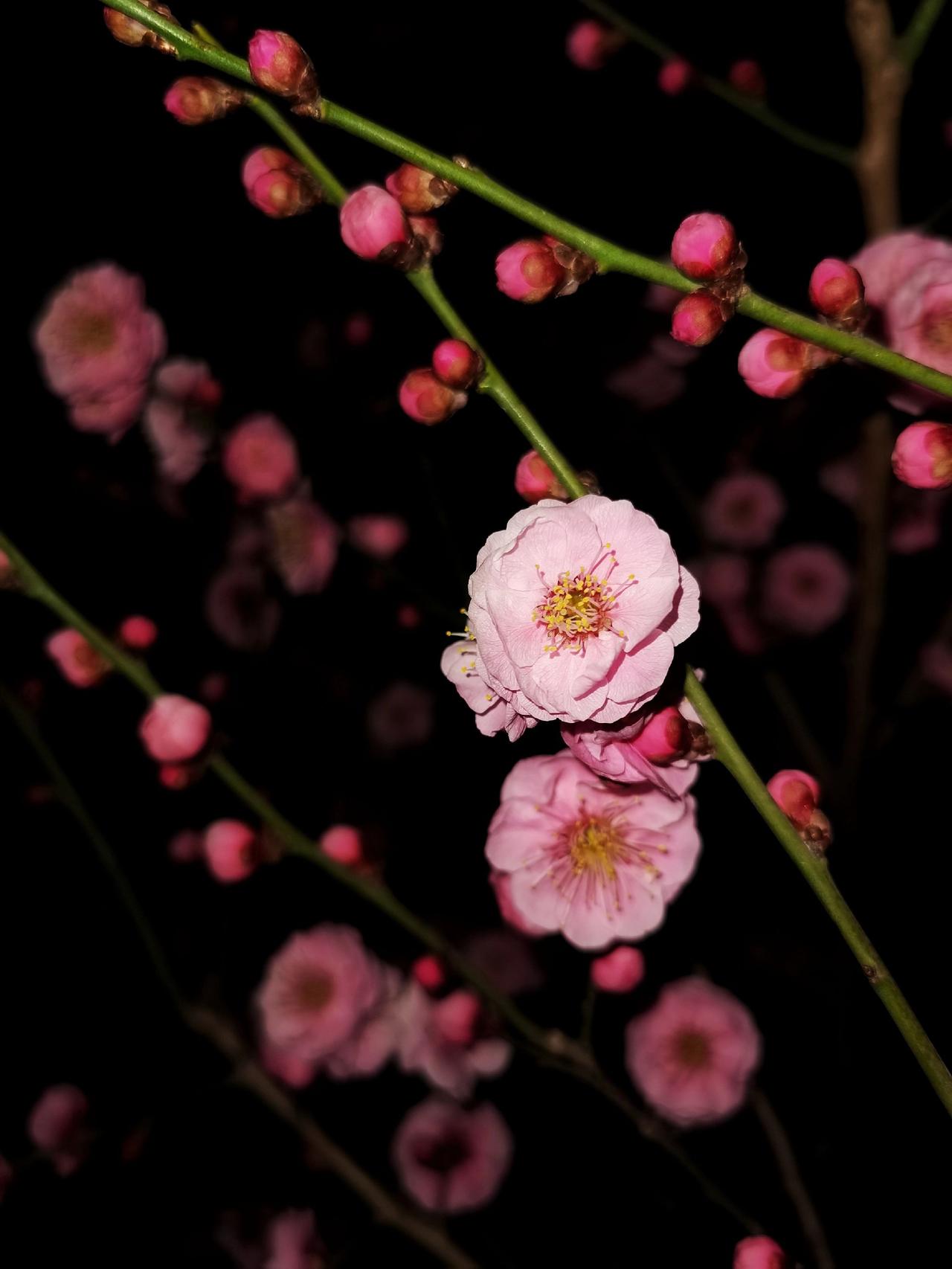 晚上拍梅花可以轻松拍出黑背景，手机只需打开摄像头的闪光灯就可以了，瞬间的闪光可以