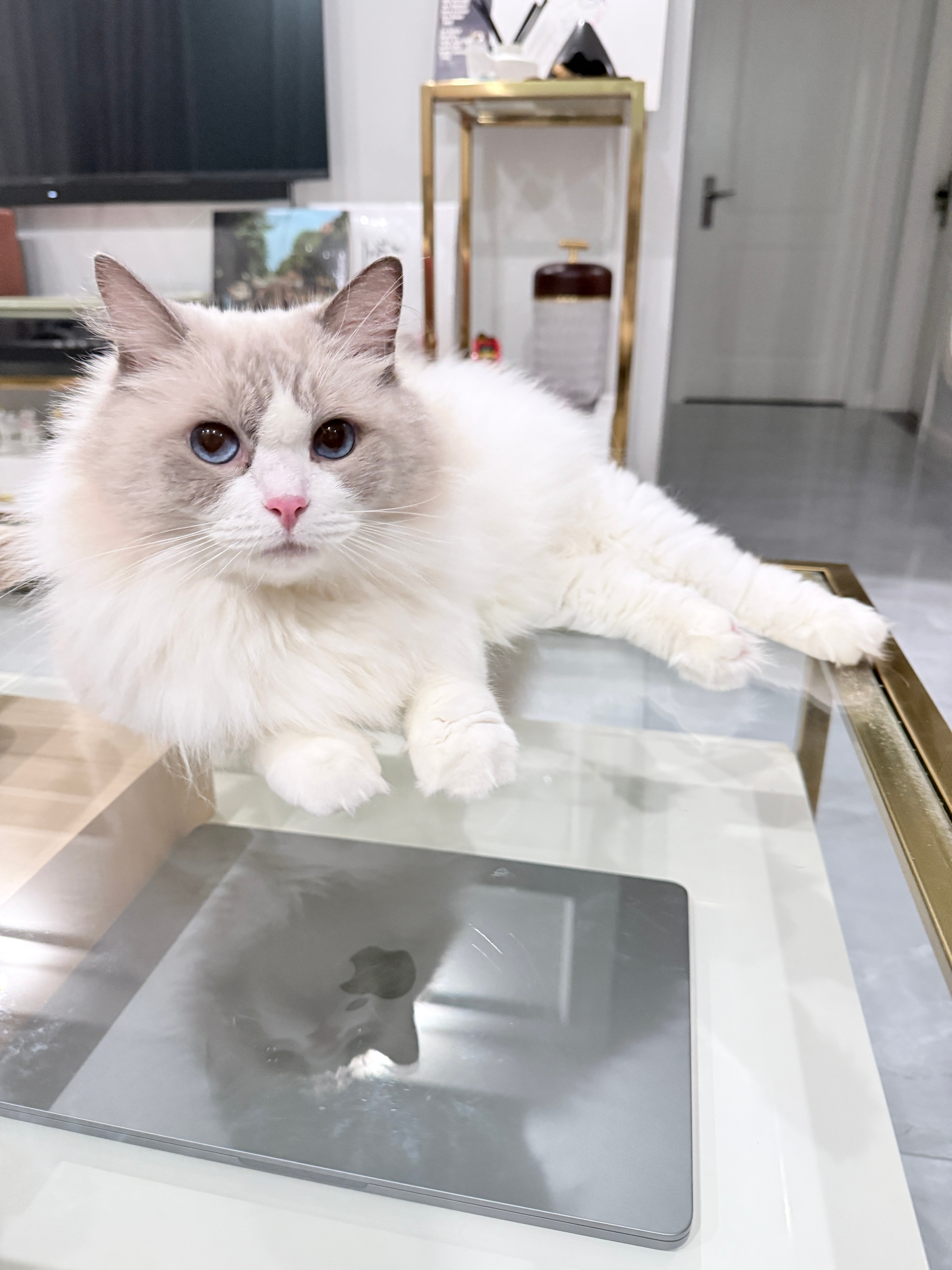 仙女猫​​​