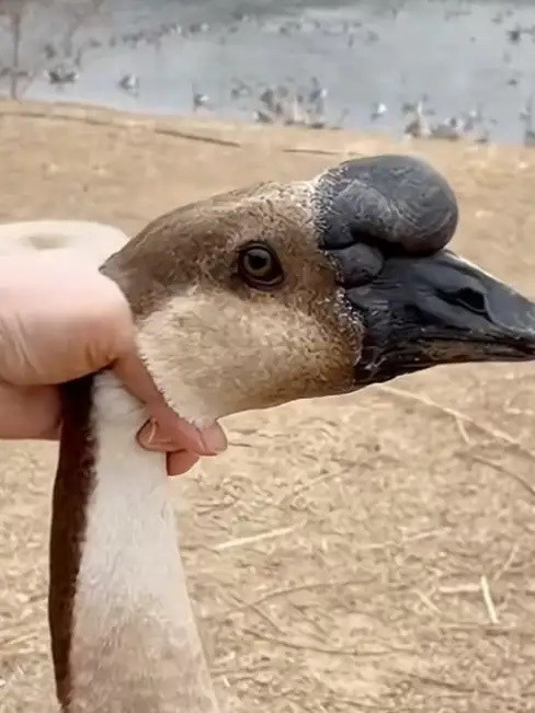 谁还屌你！这都啥时候还整天吓这个威胁那个，俄罗斯在最巅峰时期都没能拿下摩尔多瓦，