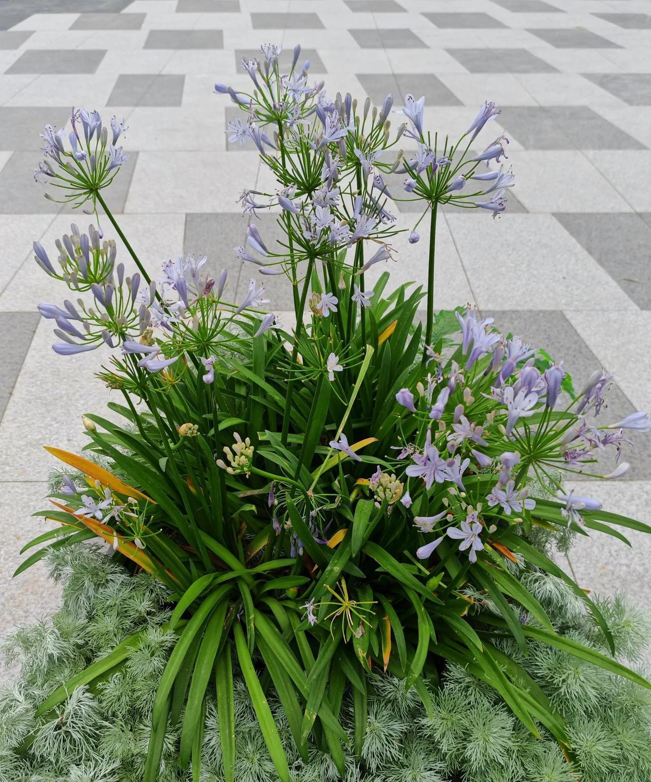 #随手拍的花分享#