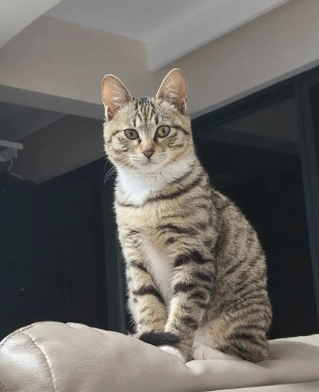 我家这只狸花猫，自己跑到我家门口的，赖在门口睡了三天。刚开始以为是流浪猫歇脚，没