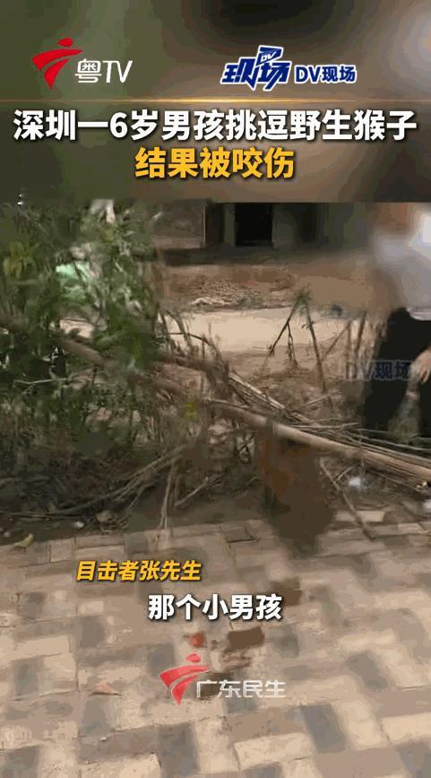 “这下后悔了吧！”12月7日，广东深圳，一男孩在路边玩耍时，有一只猴子从身边经过
