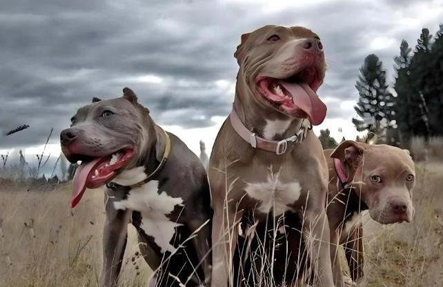如果把20只成年比特犬放到非洲大草原上，它们能活过一星期吗？常听人说比特犬是