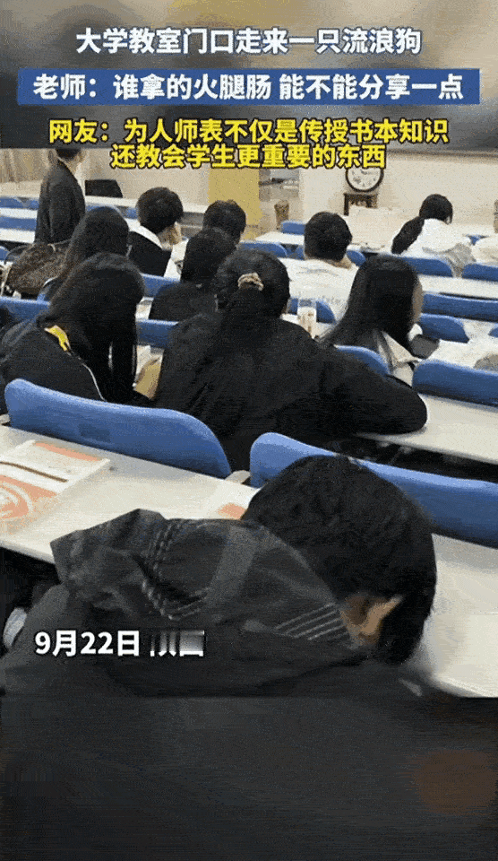 比起讲十遍“要善良”，陕西这位老师的一句话才是真教育！教室门口闯进来流浪狗