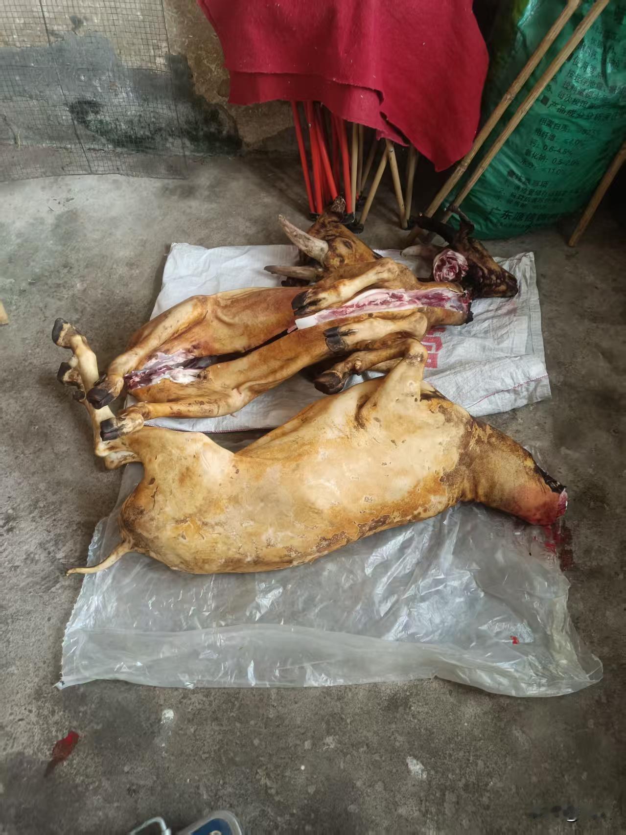 新年从一顿美食开始湘超永州球速又过年12月21伙食，去买了羊肉50一斤元，本想吃