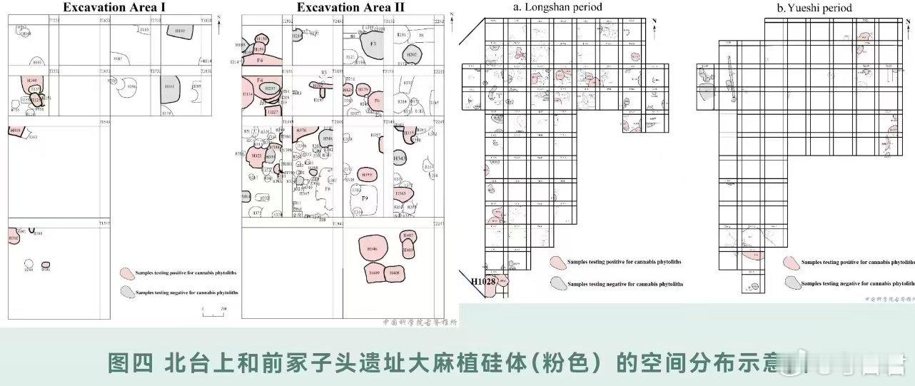 植物考古麻类作物“五谷丰登”中的“麻”，早在龙山时期已是北方核心农作物。山东大