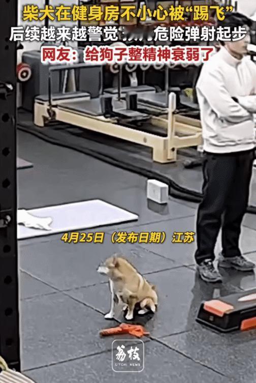 “笑不活了！”江苏，狗子蹲在那，突然一男子没注意一脚把“踢飞”。没想到，狗子后续