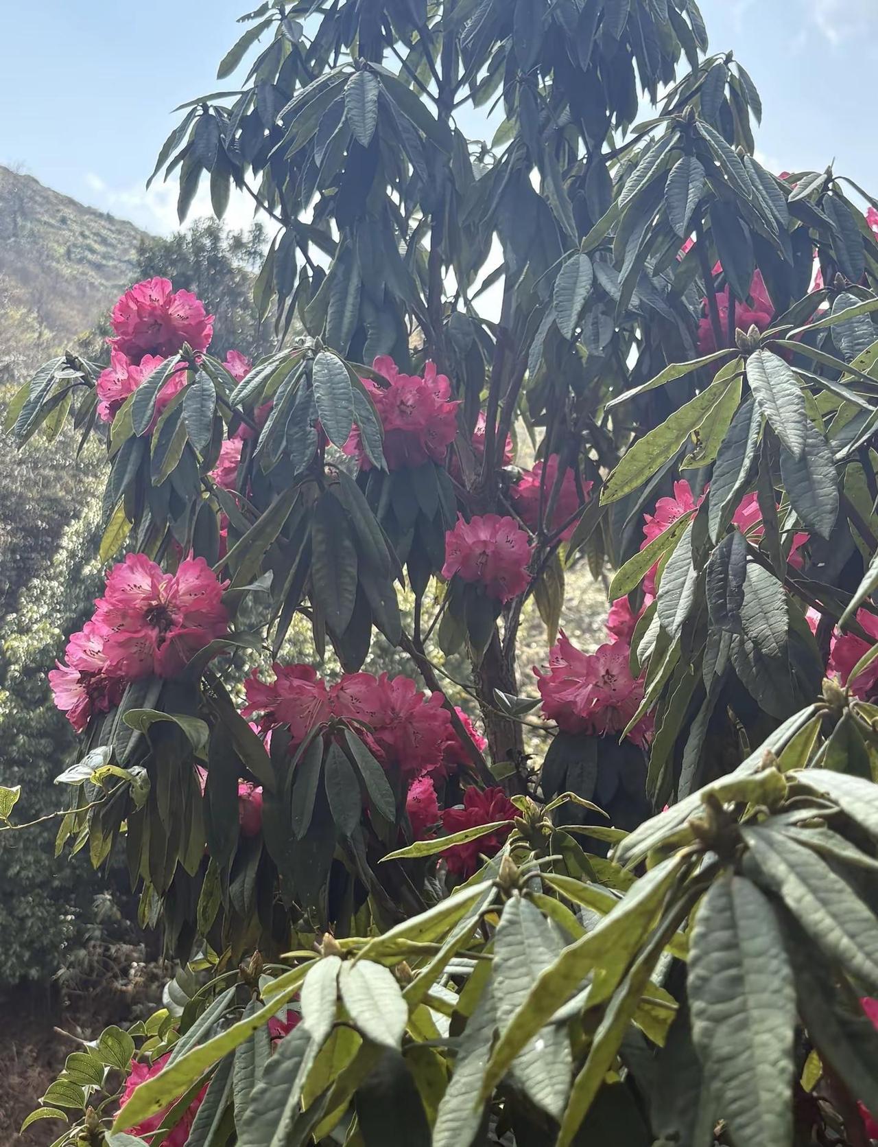 把春天搬回家大山里的原生态这是一种很新的爬山方式