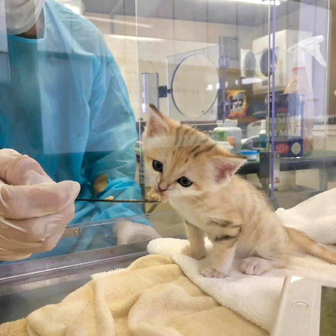 这就是传说中的沙漠第一杀手，沙漠猫！可怕不！！