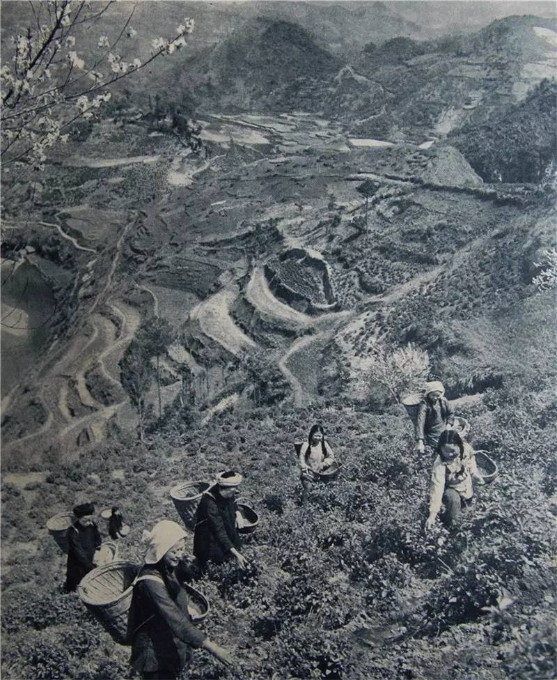 湘西老照片丨1950年代 农村有了翻天覆地的变化