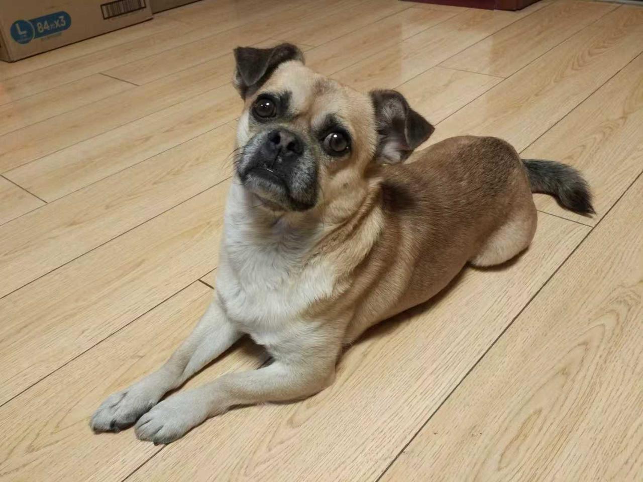 宠物狗小叮当走了。它陪伴了家人15年，家人也陪伴了它15年，人狗共情。小叮当，