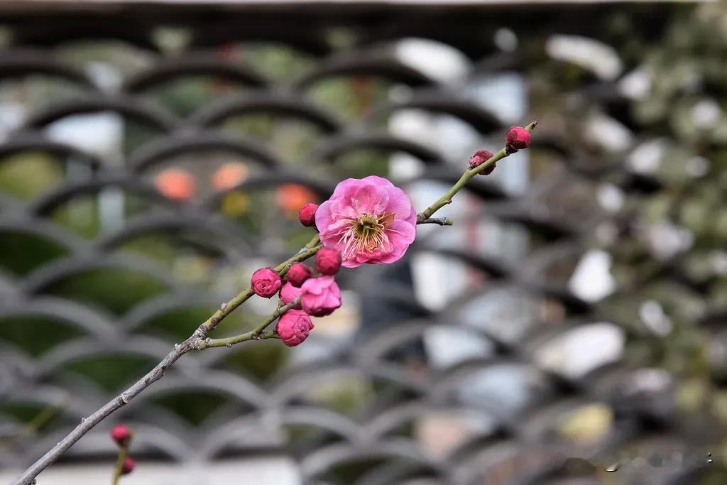 你有拍得最美的梅花吗？请分享一下