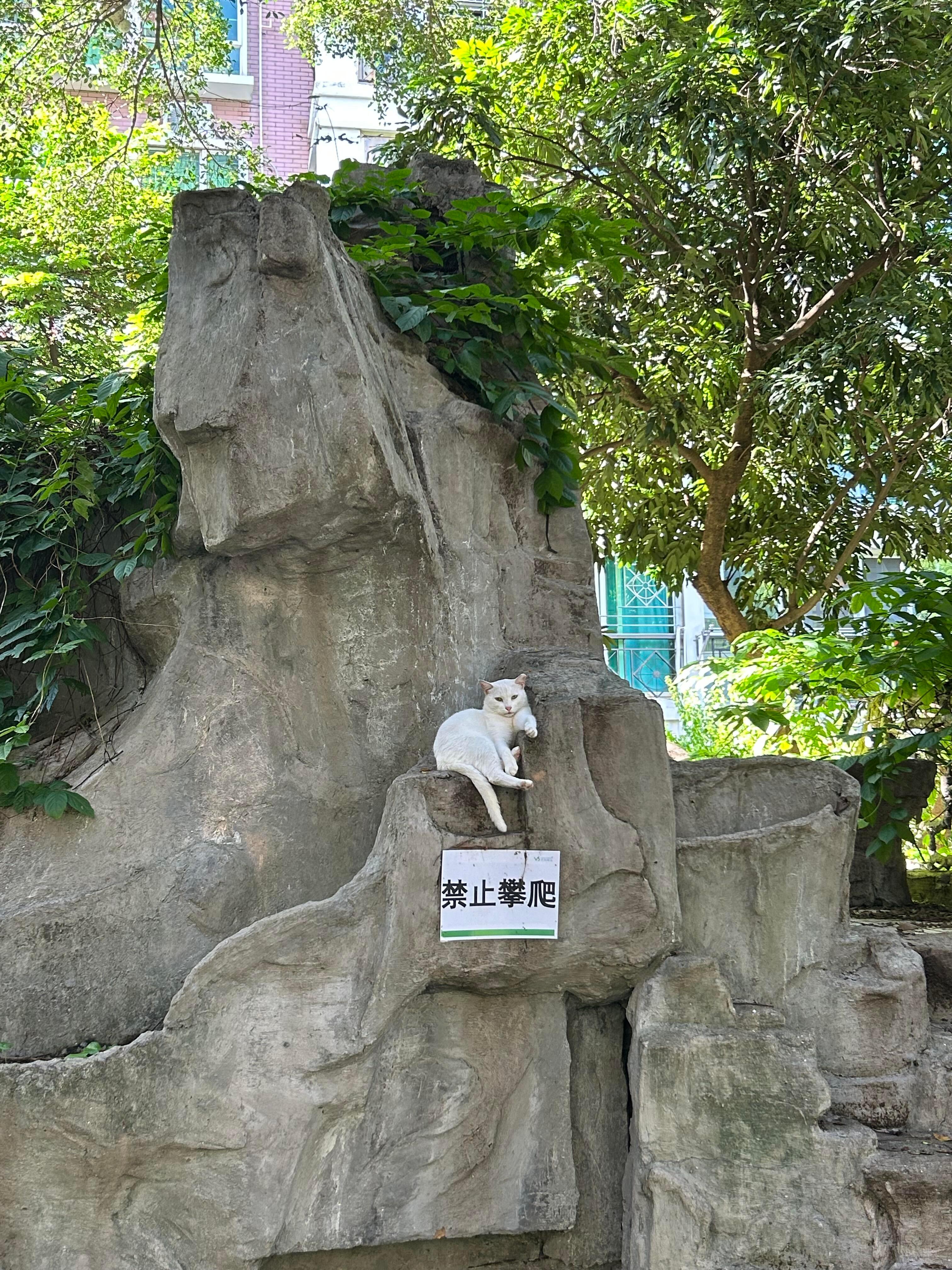 遇到一只傲娇的反骨猫