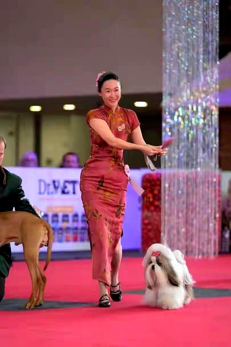 45岁霍思燕穿旗袍夺冠，胖得值！12月20日，布鲁塞尔犬展，她牵西施犬拿下J