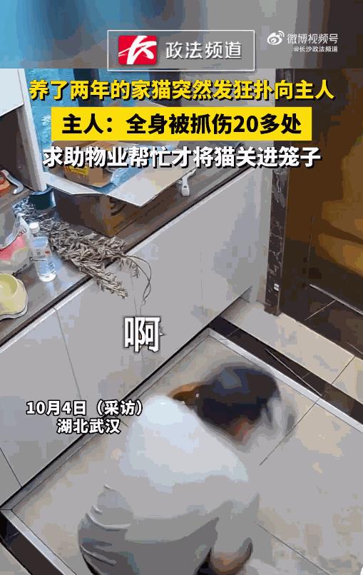 “悲剧还是发生了！”湖北武汉，一男子花2000多元买的，养了2年的猫突然发狂，毫