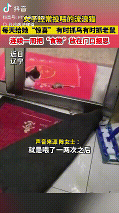 万物皆有灵！辽宁大连，女子经常投喂流浪猫，没想到有一只流浪猫女子喂了一两次后，这