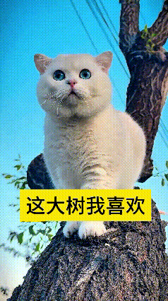 带俺家小猫咪出门玩耍，小家伙一眼就爱上粗大树干。一点都不害怕，稳稳当当站在大树上