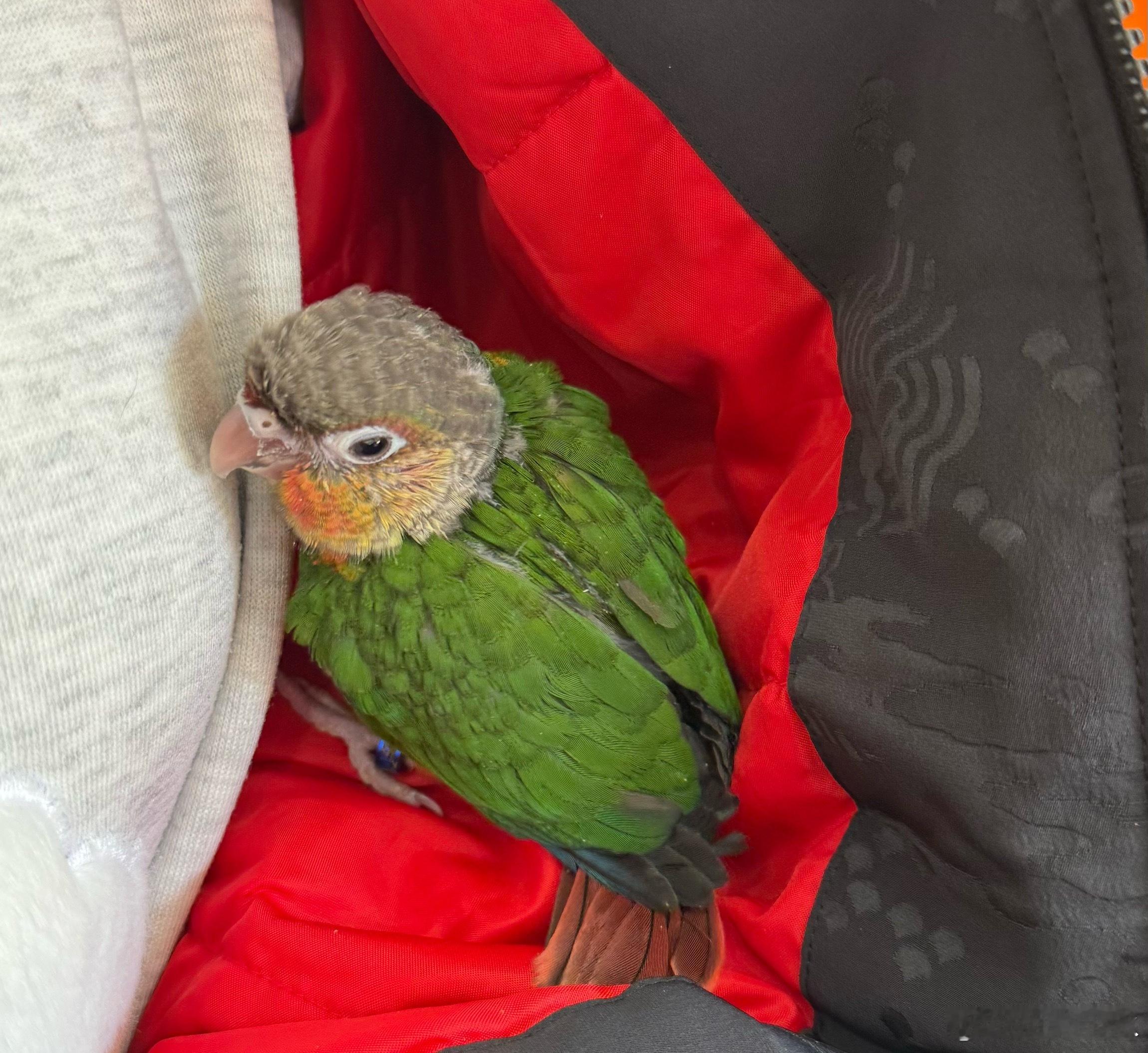 昨天不是帮隔壁邻居找狗来着吗，她家还养了小兔子和猫，还养了鹦鹉，今天送了我一只鹦