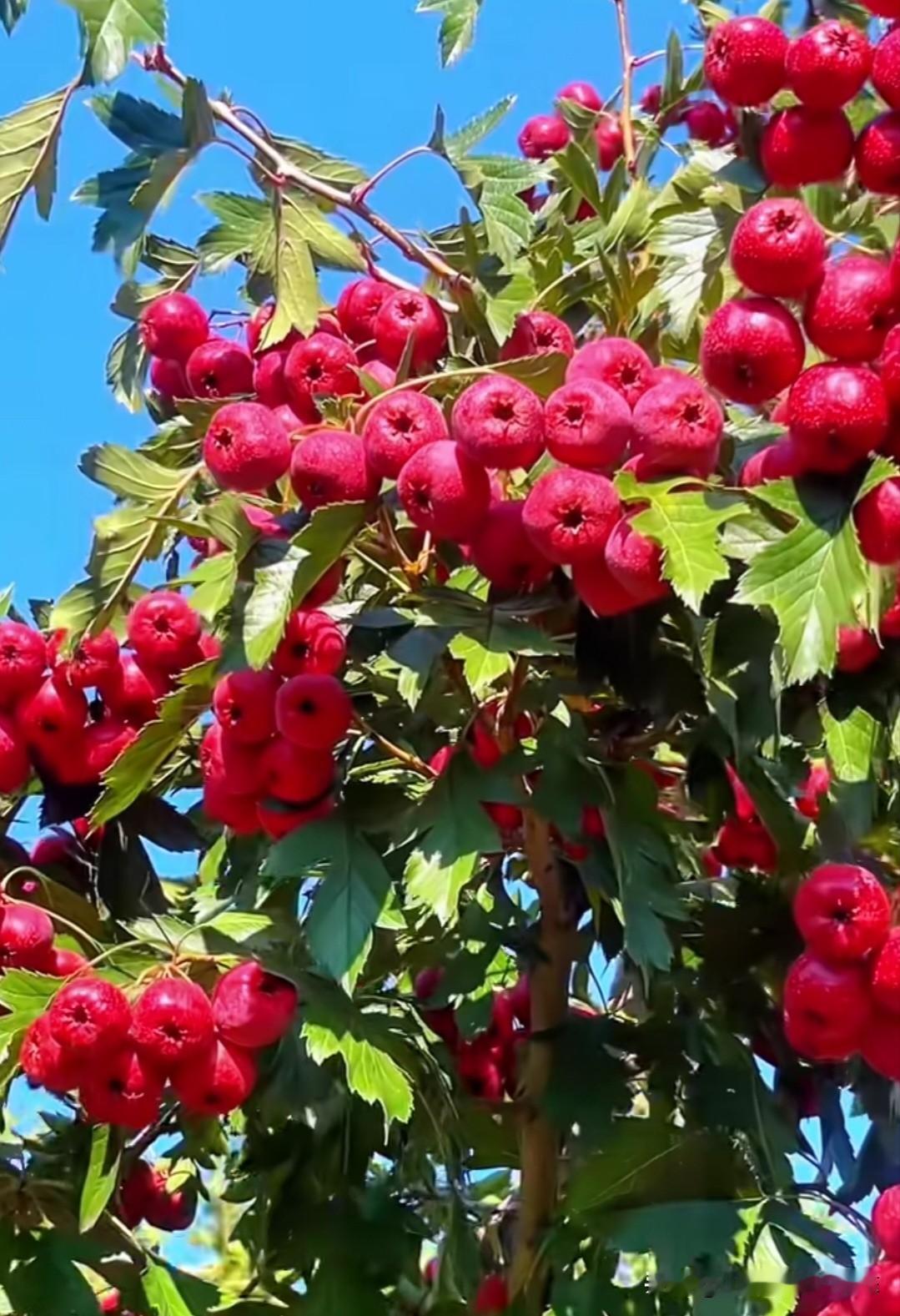 满树红果映蓝天，山楂红得热烈又喜庆！🍒它的花语是“守护与希望”，寓意日子红