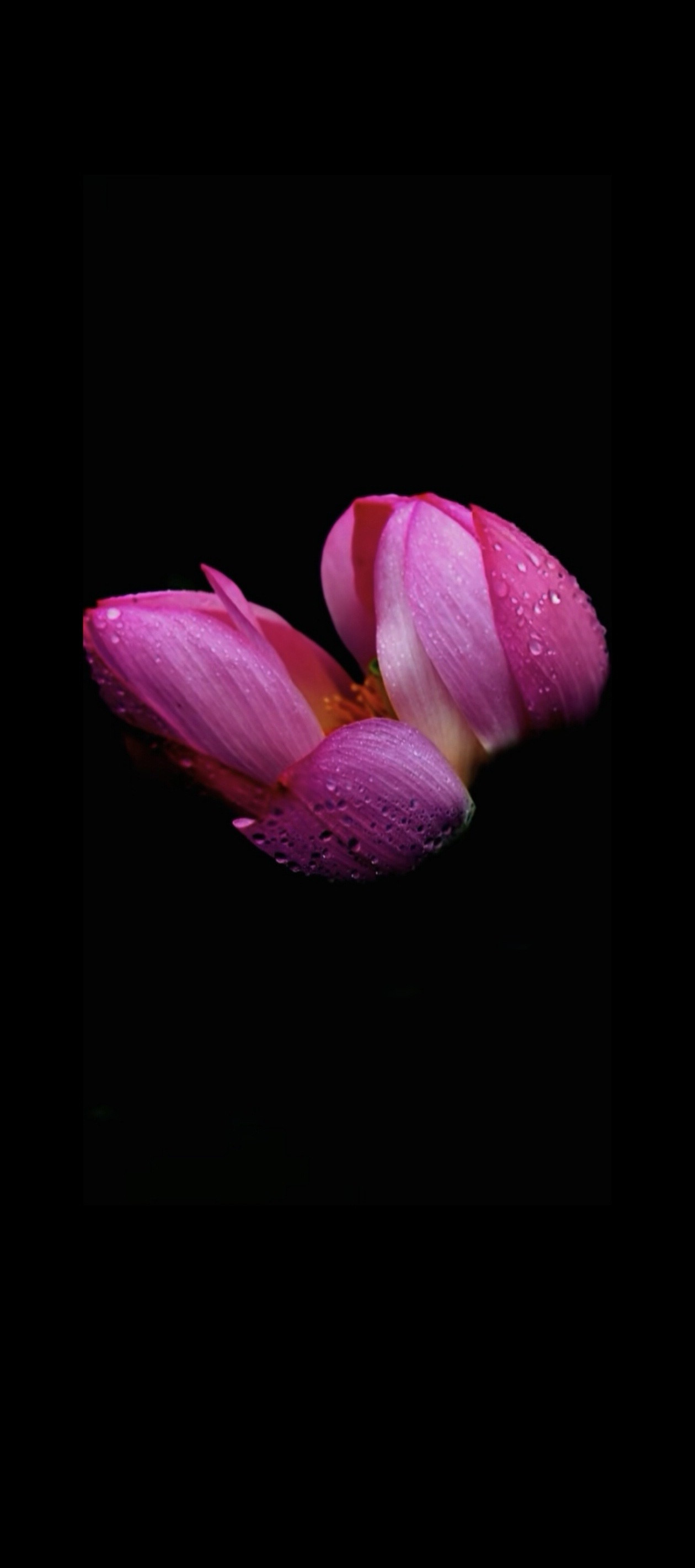 “身是菩提树，心如明镜台，时时勤拂拭，勿使惹尘埃。”这首著名的偈颂出自唐代神秀禅