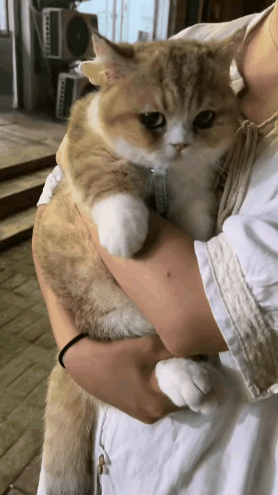 在家像霸王出门就怂了[笑着哭]