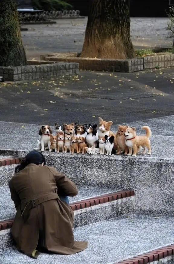 为了和狗狗们合照，猫咪竖起了耳朵，太配合了吧，好可爱[红脸笑]