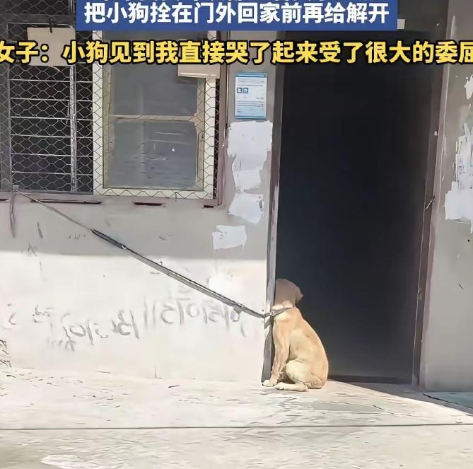 女子在网上吐槽说，她每天上班的时候，婆婆把狗拴到太阳地里晒，等她快下班时，再把狗